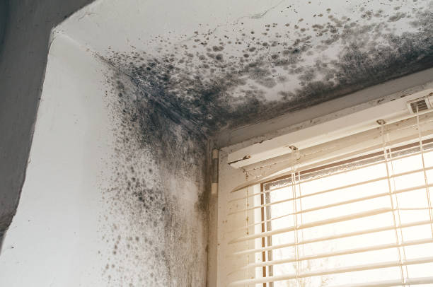 Affordable Hvac And Air Duct Mold Remediation solutions in Fairfax, VA